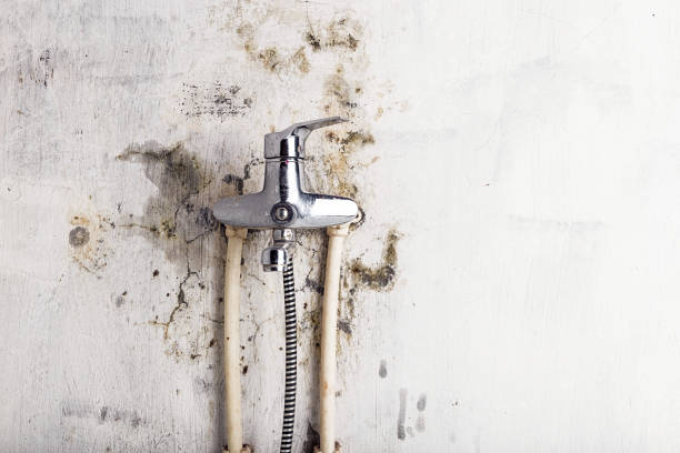 Best Certified Mold Removal  in Polk City, FL