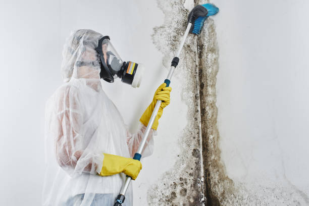 Best Attic Mold Removal  in Polk City, FL