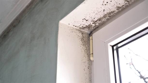 Best Mold Removal Company Near Me  in Polk City, FL