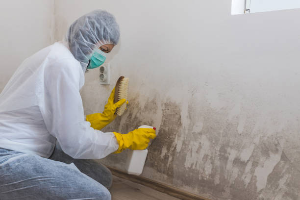 Mold Removal Process in Polk City, FL