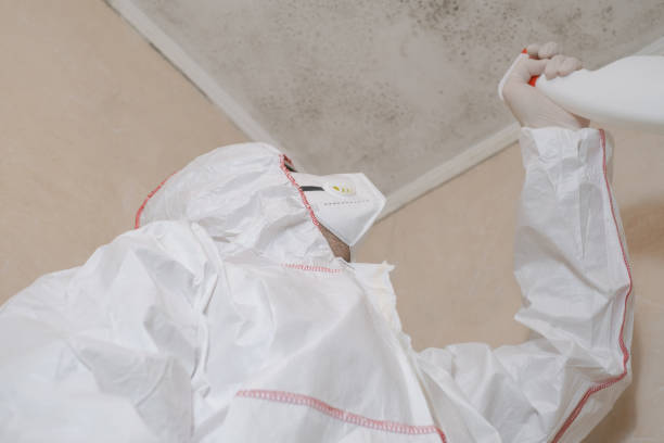 Best Black Mold Removal  in Polk City, FL