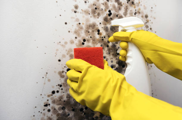 Mold Testing and Removal in Polk City, FL