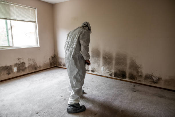 Best Mold Cleaning Services  in Polk City, FL