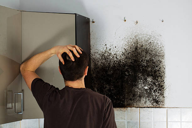 Professional Mold Removal in Polk City, FL