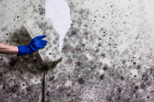 Best Attic Mold Removal  in Polk City, FL