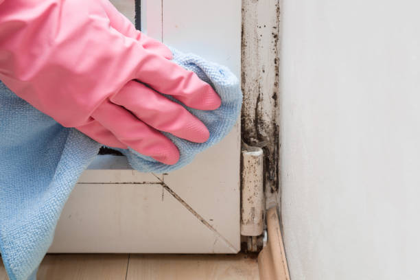 Best Mold Testing  in Polk City, FL