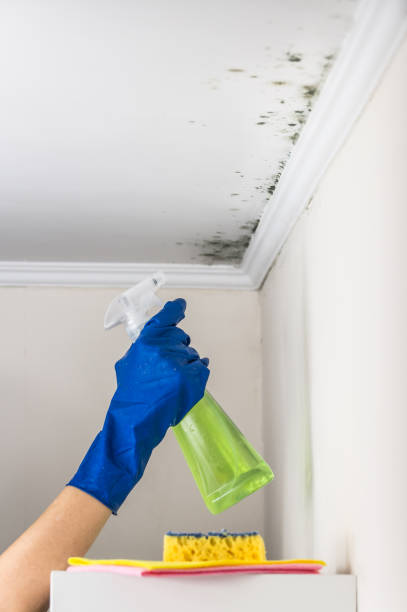 Best Local Mold Removal Service  in Polk City, FL