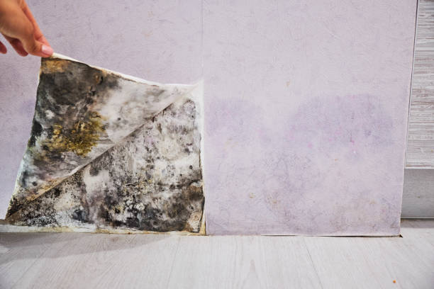 Best Mold Testing  in Polk City, FL